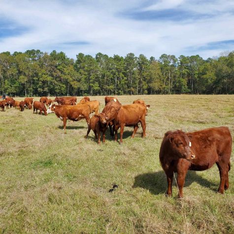 4th QT Farm Pasture Project 1