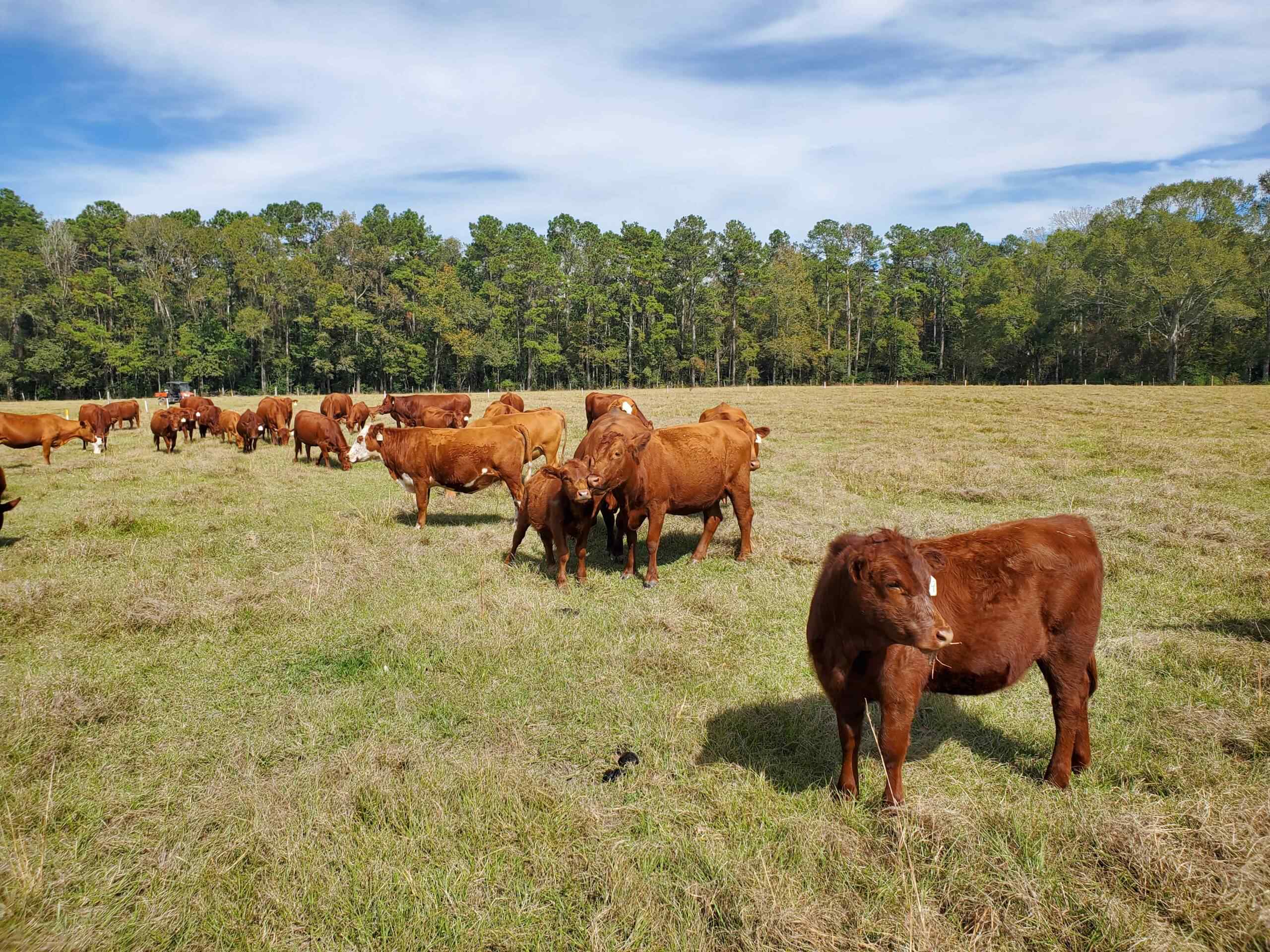 4th QT Farm Pasture Project 1
