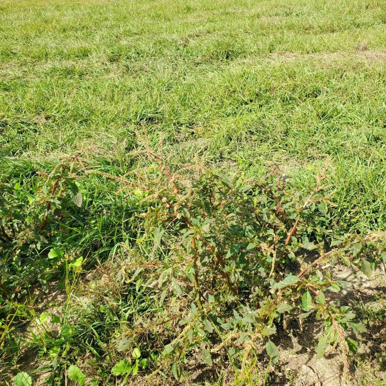 4th QT Farm Pasture Project 16
