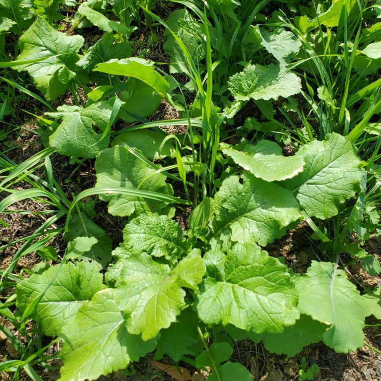 4th QT Farm Pasture Project 18