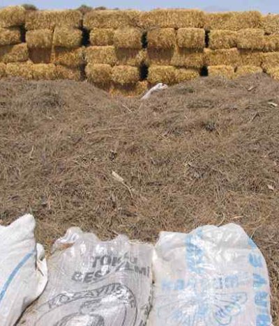 Harrington's Organic Land Care Turkish 6