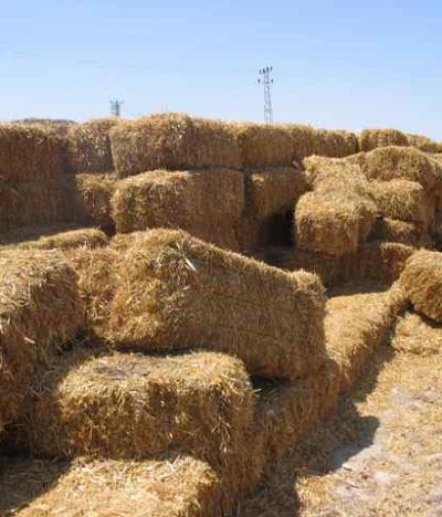 Harrington's Organic Land Care Turkish 7