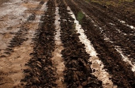 Harringtons Organic Land Care - Washington DC 12