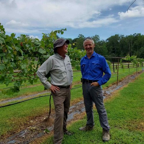 Union Grove Muscadine Vineyard 18