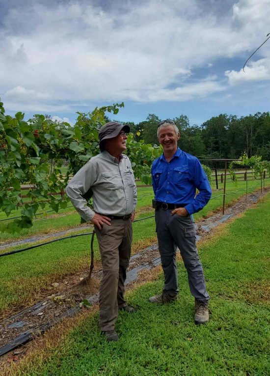 Union Grove Muscadine Vineyard 18