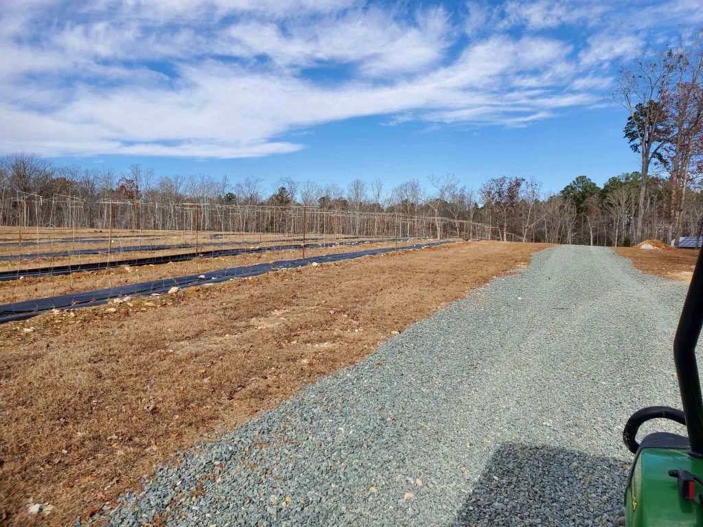 Union Grove Muscadine Vineyard 2