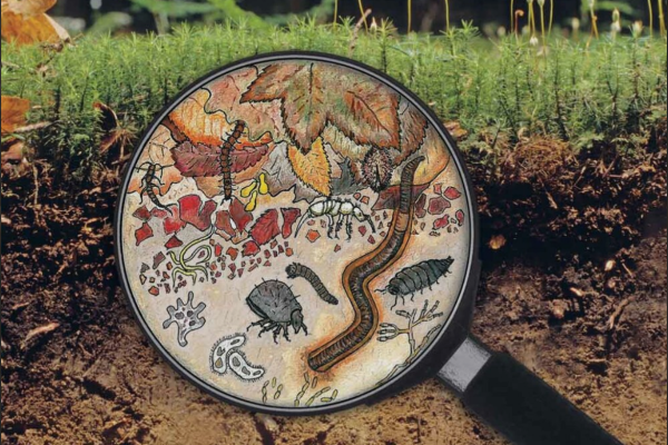 Todd Harrington Soil Food Web Education