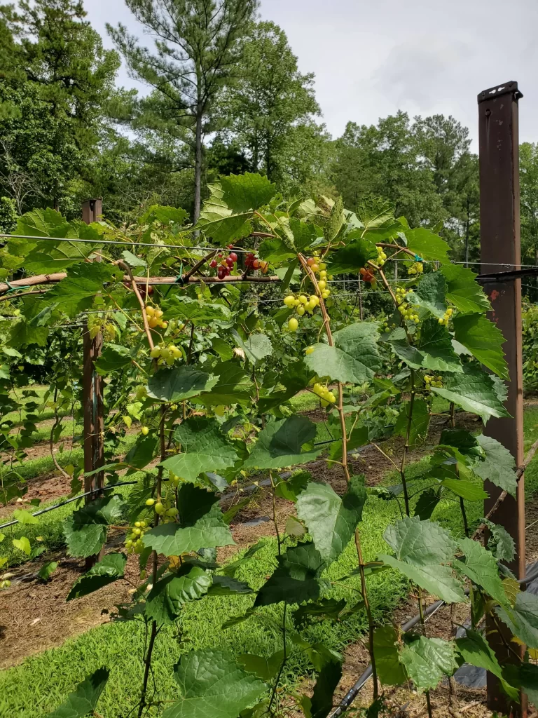 Harringtons-Organic-Land-Care-Consulting-Union-Grove-Farm-Project-2020 (8)