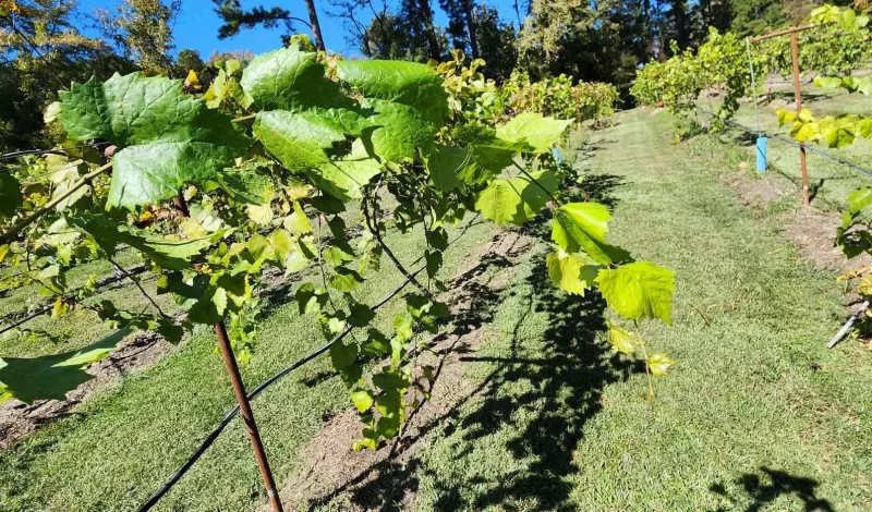 Harringtons-Organic-Land-Care-Consulting-Union-Grove-Farm-Project-2022 (10)