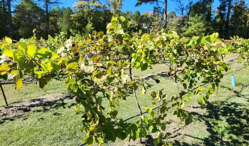Harringtons-Organic-Land-Care-Consulting-Union-Grove-Farm-Project-2022 (11)
