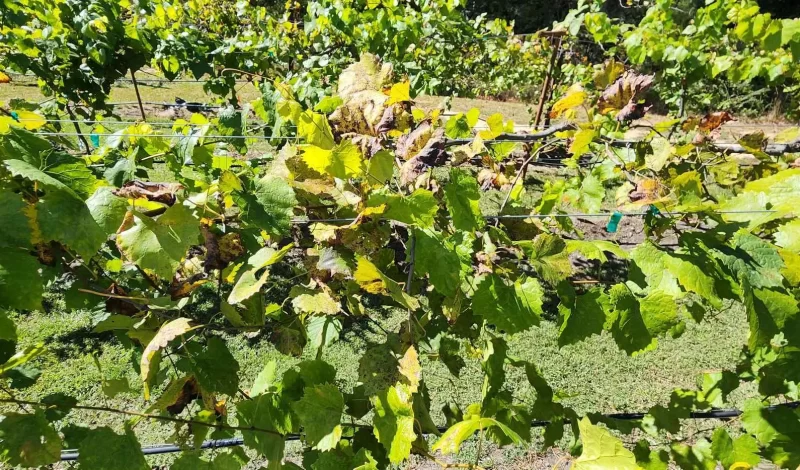 Harringtons-Organic-Land-Care-Consulting-Union-Grove-Farm-Project-2022 (13)