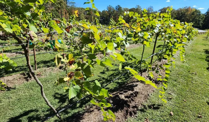 Harringtons-Organic-Land-Care-Consulting-Union-Grove-Farm-Project-2022 (14)