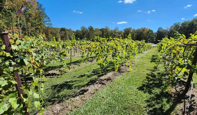Harringtons-Organic-Land-Care-Consulting-Union-Grove-Farm-Project-2022 (8)