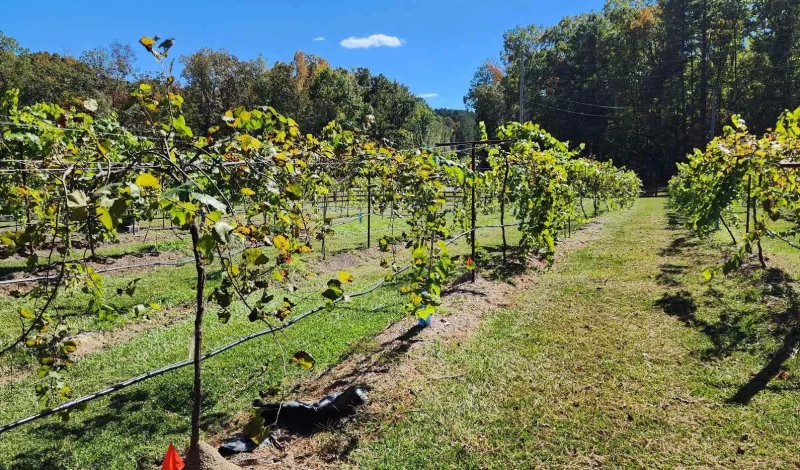 Harringtons-Organic-Land-Care-Consulting-Union-Grove-Farm-Project-2022 (9)