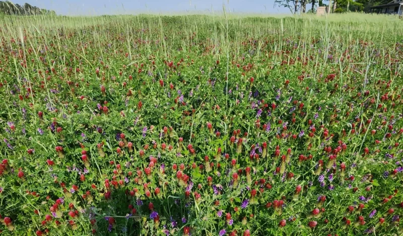 Harringtons-Organic-Land-Care-Soil-Food-Web-Consulting-Union-grove (11)