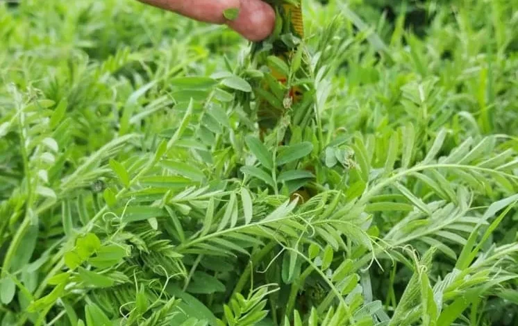 Harringtons-Organic-Land-Care-Soil-Food-Web-Consulting-Union-grove